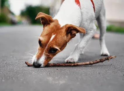 پنجول | سگ ها