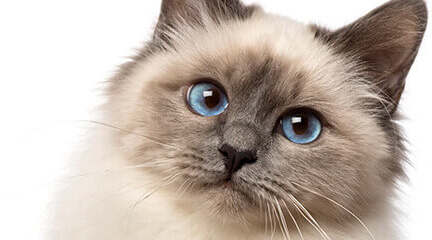 cat cta dog bg