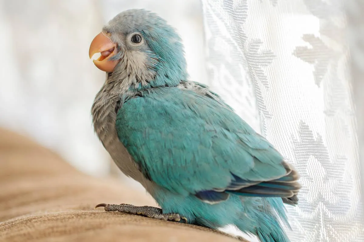 طوطی راهب آبی
