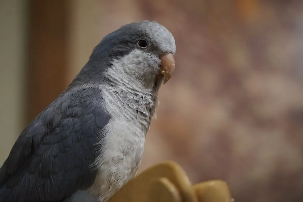 طوطی راهب خاکستری